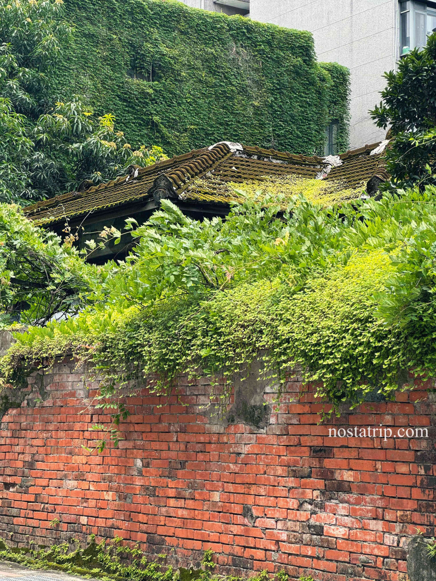 青田街9巷紅磚牆後方的日式老屋屋頂，覆滿青苔與植物，綠意與歲月交錯。