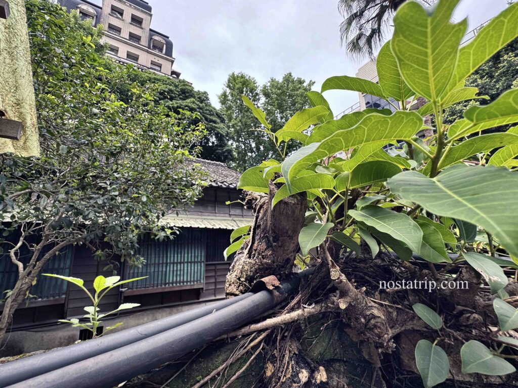 青田街老樹根部長出的新枝葉，背景為日式老屋與現代建物