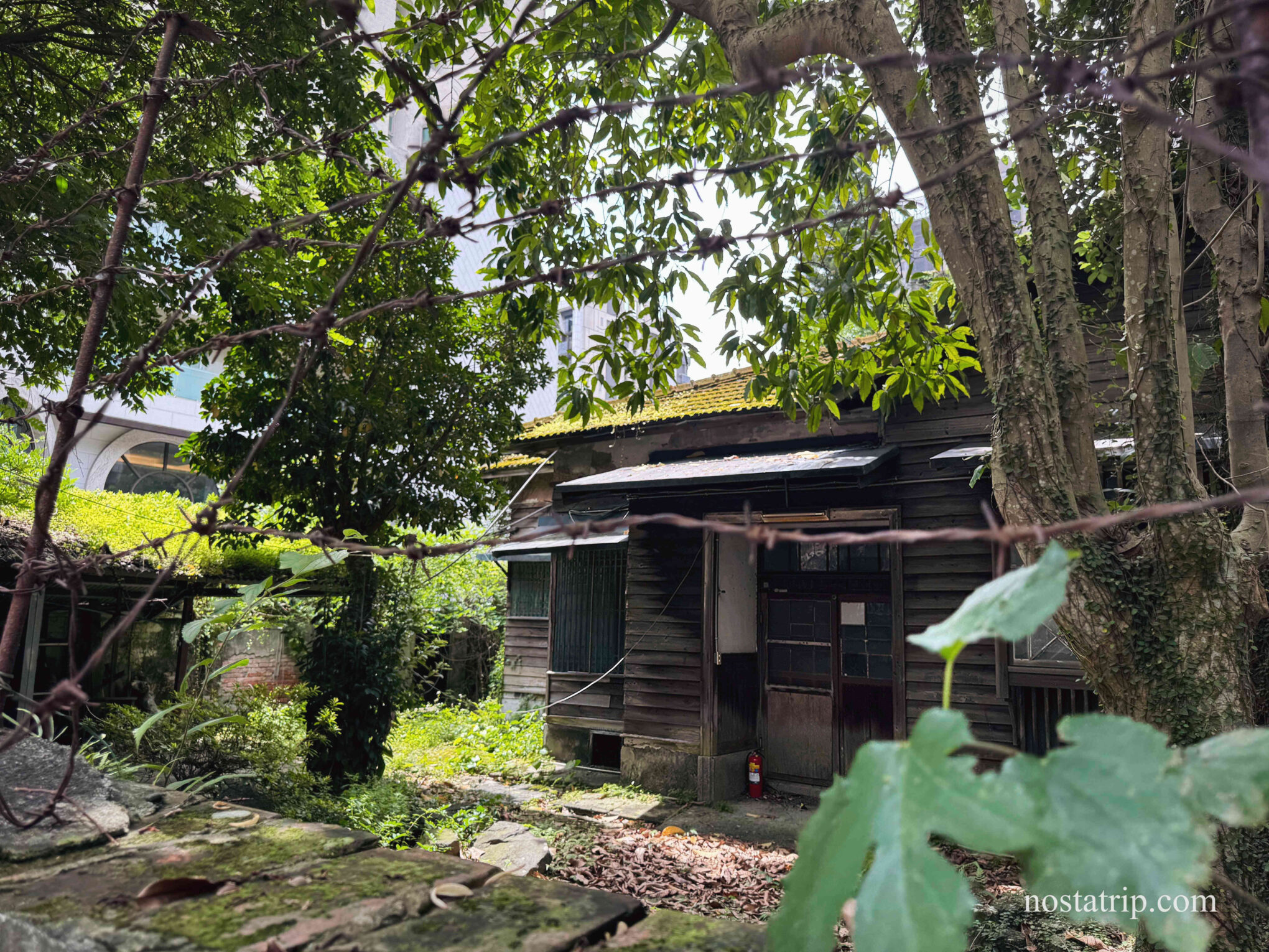 台北青田街老屋與老樹交織的懷舊風景，靜靜佇立於綠意圍繞的小巷中